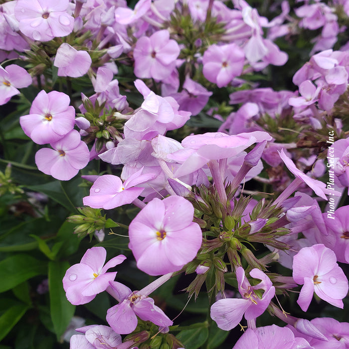 PHLOX - OPENING ACT BLUSH