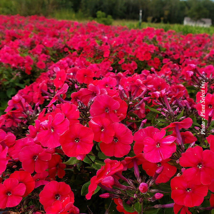 PHLOX - RED RIDING HOOD