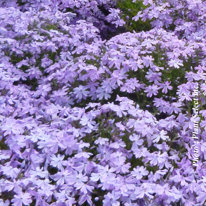PHLOX SUBULATA - EMERALD BLUE