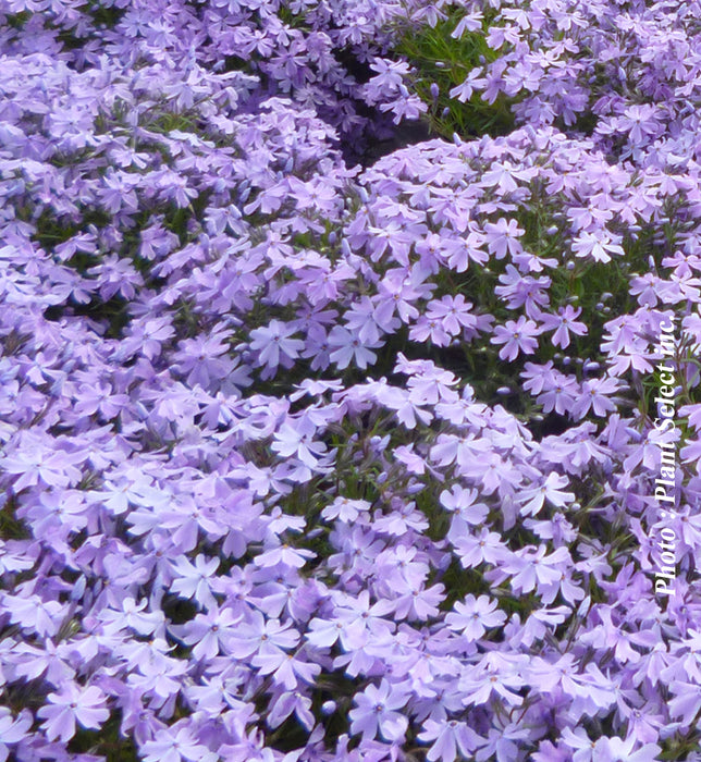 PHLOX SUBULATA - EMERALD BLUE