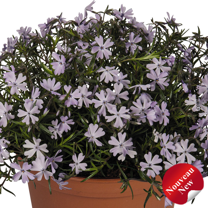 PHLOX SPRING® - LAVENDER