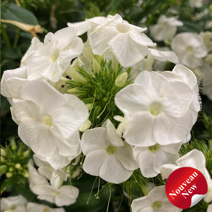 PHLOX LUMINARYA - BACKLIGHT