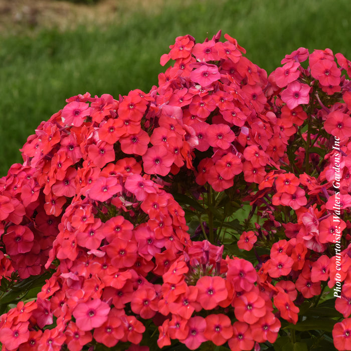 PHLOX LUMINARYA - SUNSET CORAL