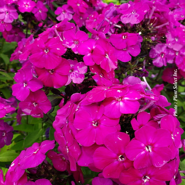 PHLOX LUMINARY - ULTRAVIOLET