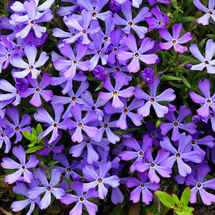 PHLOX SUBULATA - VIOLET PINWHEELS