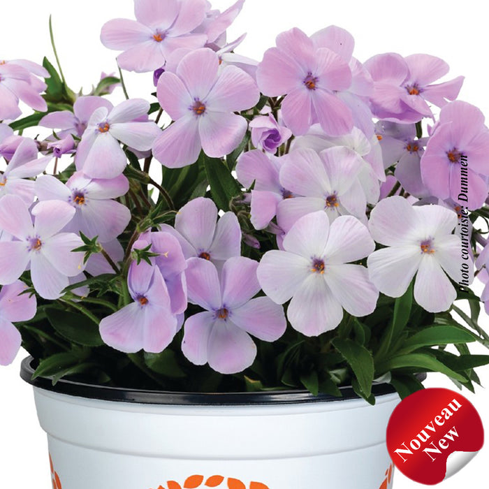 PHLOX WOODLANDER™ - LILAC