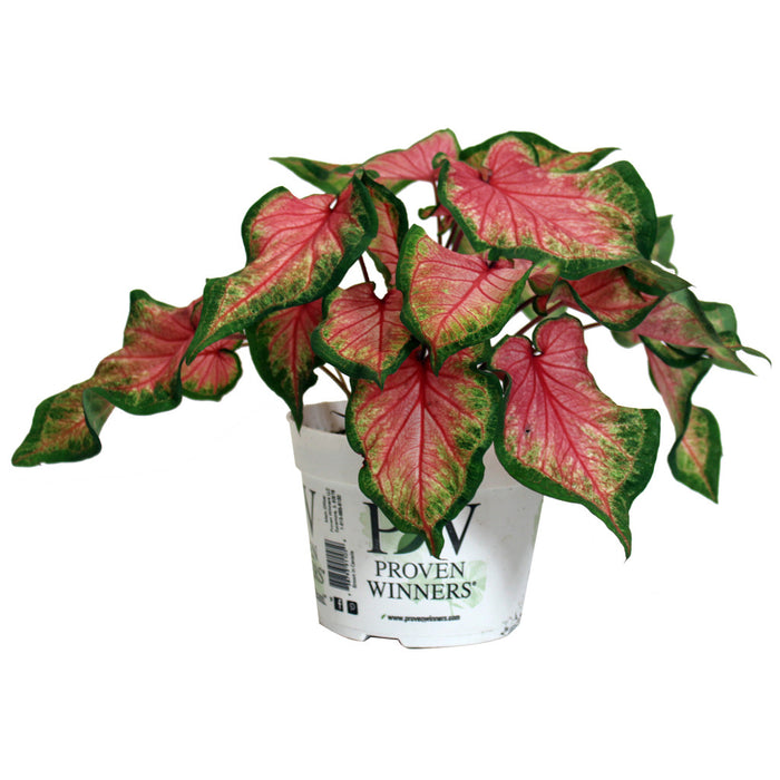 CALADIUM - CHINOOK