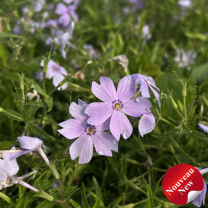 PHLOX WOODLANDER™ - PERIWINKLE