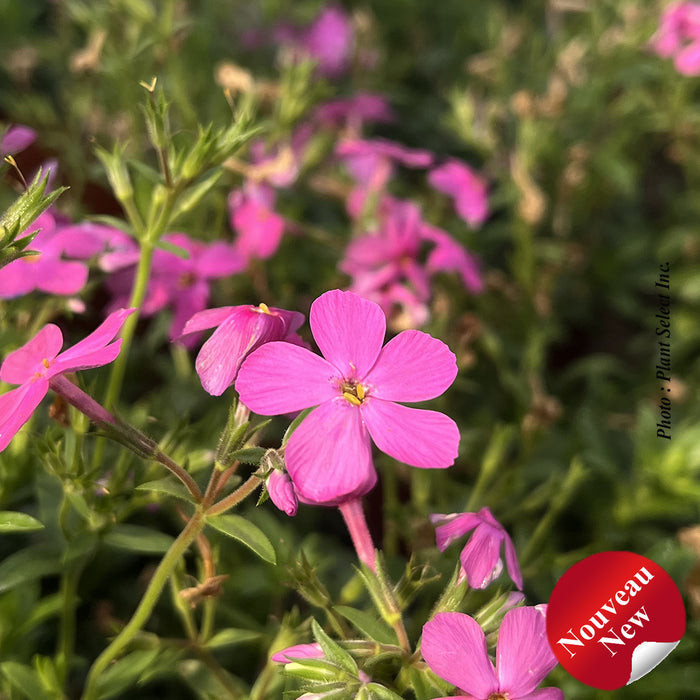 PHLOX WOODLANDER - PINK