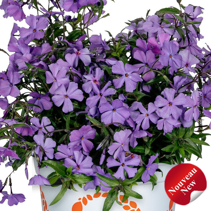 PHLOX WOODLANDER™ - PURPLE