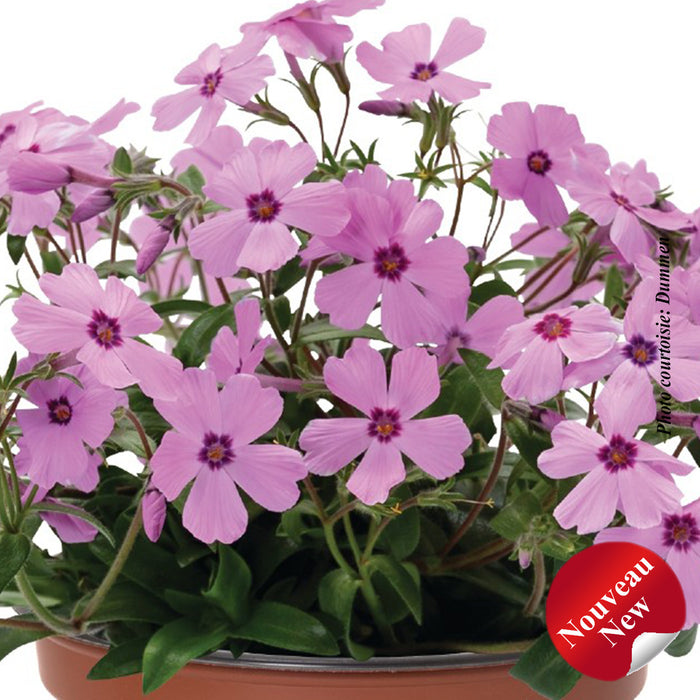 PHLOX WOODLANDER™ - ROSE