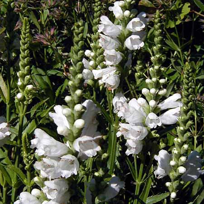PHYSOSTEGIA - MISS MANNER
