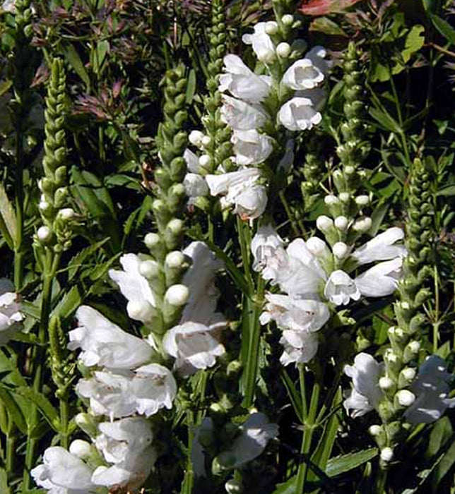 PHYSOSTEGIA - MISS MANNER