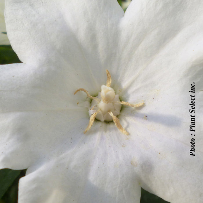 PLATYCODON POP STAR - WHITE