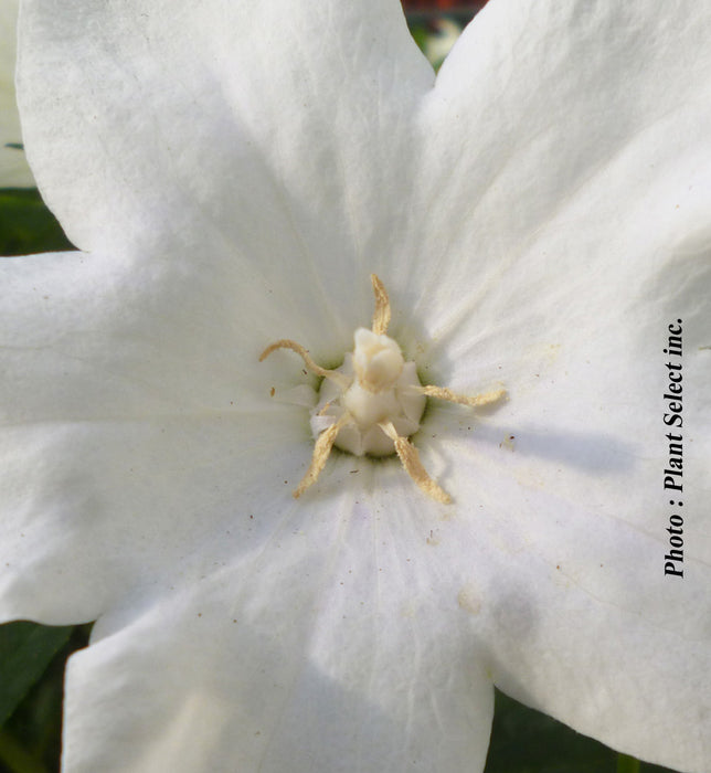 PLATYCODON POP STAR - WHITE