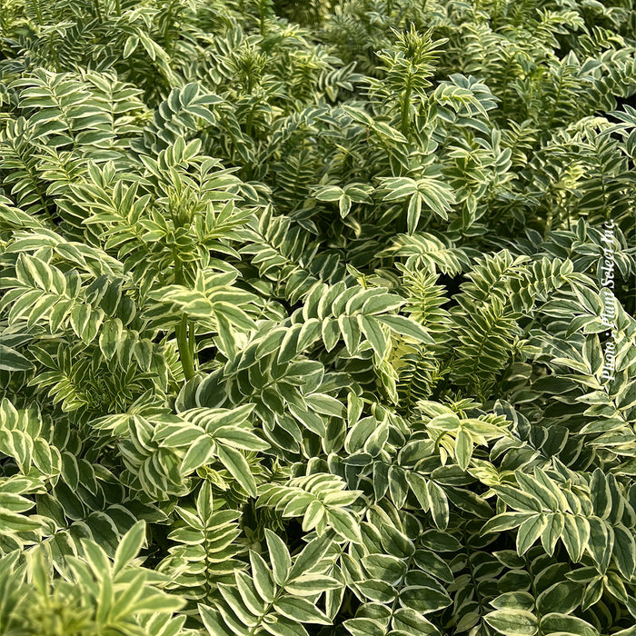 POLEMONIUM - BRISE D'ANJOU