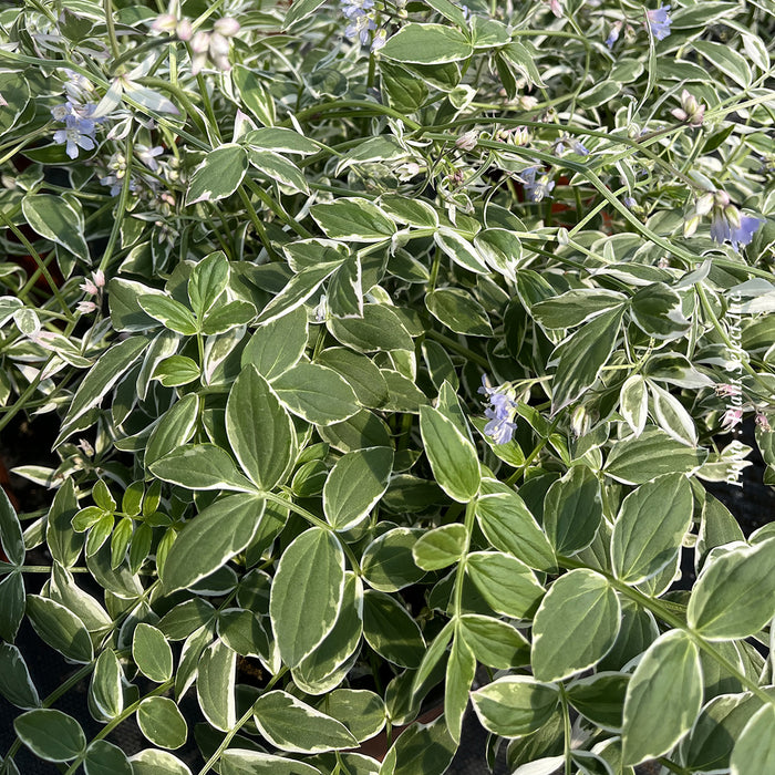 POLEMONIUM - TOUCH OF CLASS