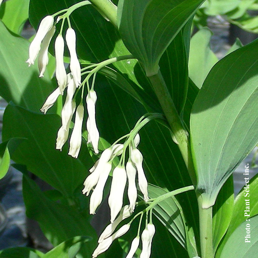 POLYGONATUM MULTIFLORUM
