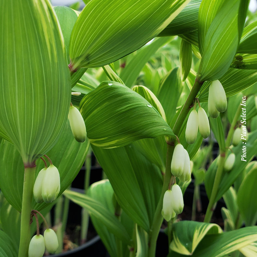 POLYGONATUM ODORATUM - VARIEGATUM