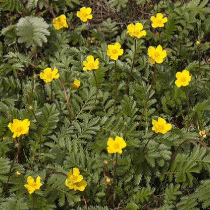 POTENTILLA ANSERINA