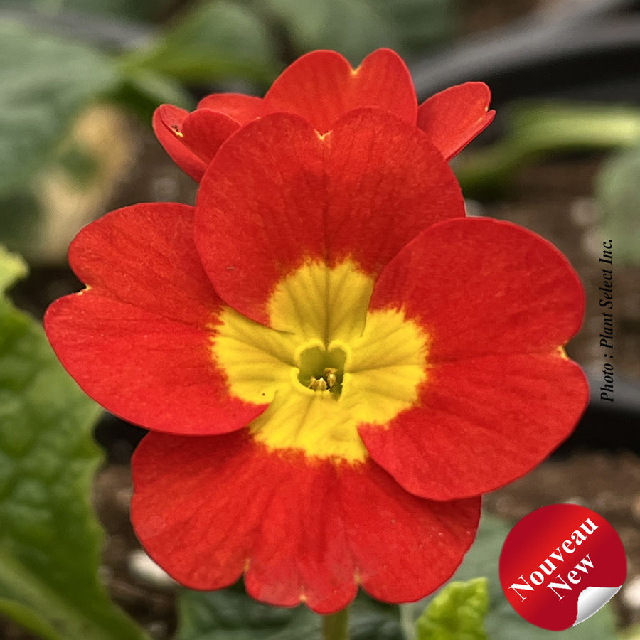 PRIMULA CRESCENDO - BRIGHT RED
