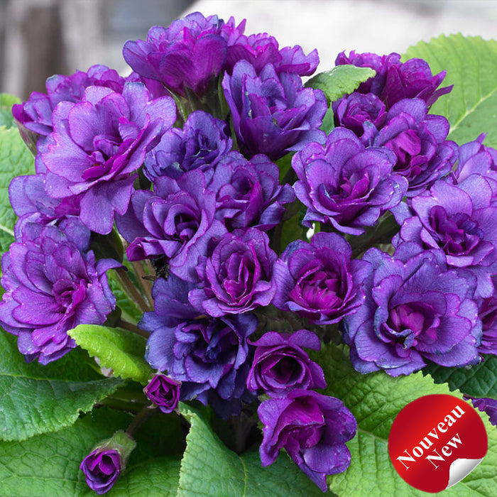 PRIMULA BARNHAVEN™ - DOUBLE PURPLE STORM