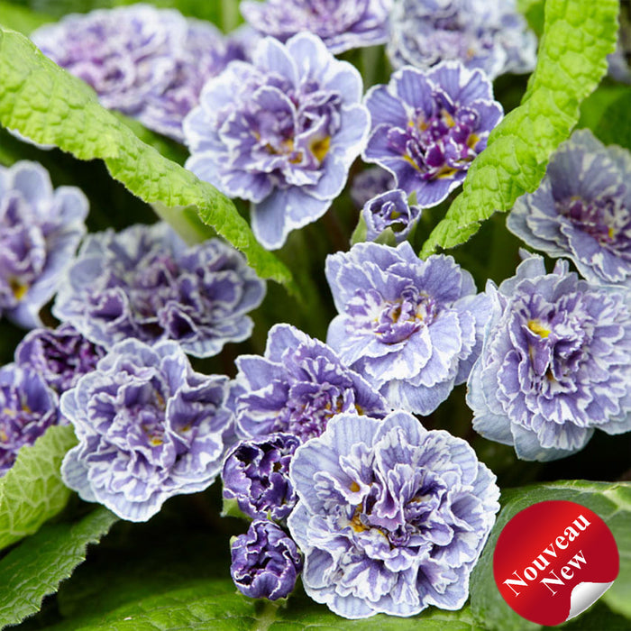 PRIMULA BARNHAVEN™ - DOUBLE VINTAGE