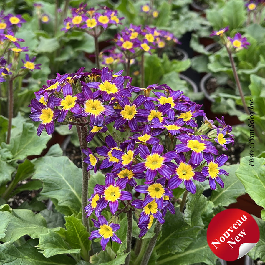 PRIMULA - OAKLEAF BLUE