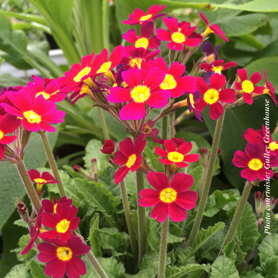 PRIMULA - OAKLEAF MAGENTA