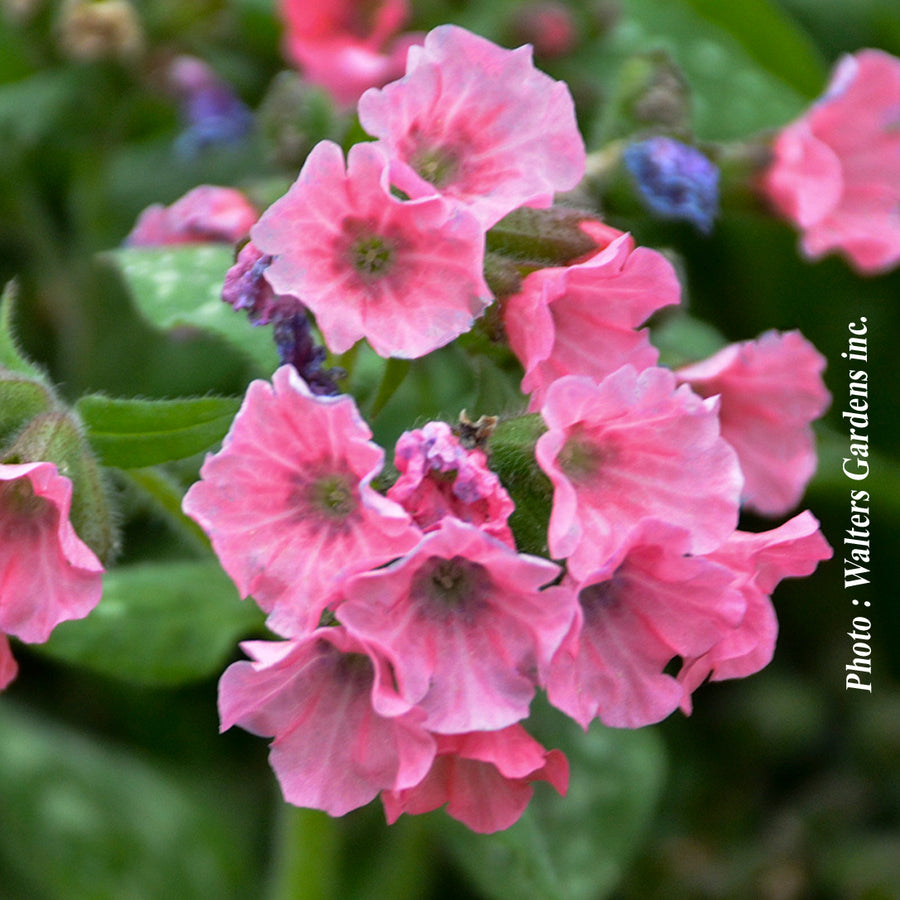 PULMONARIA - PRETTY IN PINK