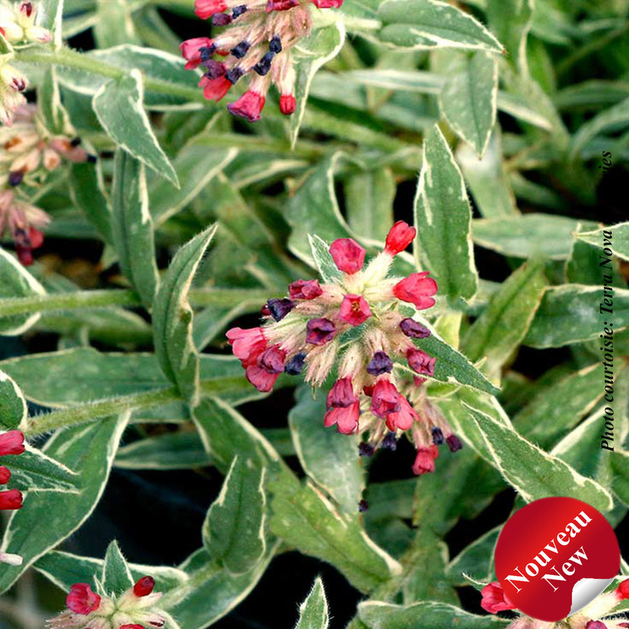 PULMONARIA - RASPBERRY FROST