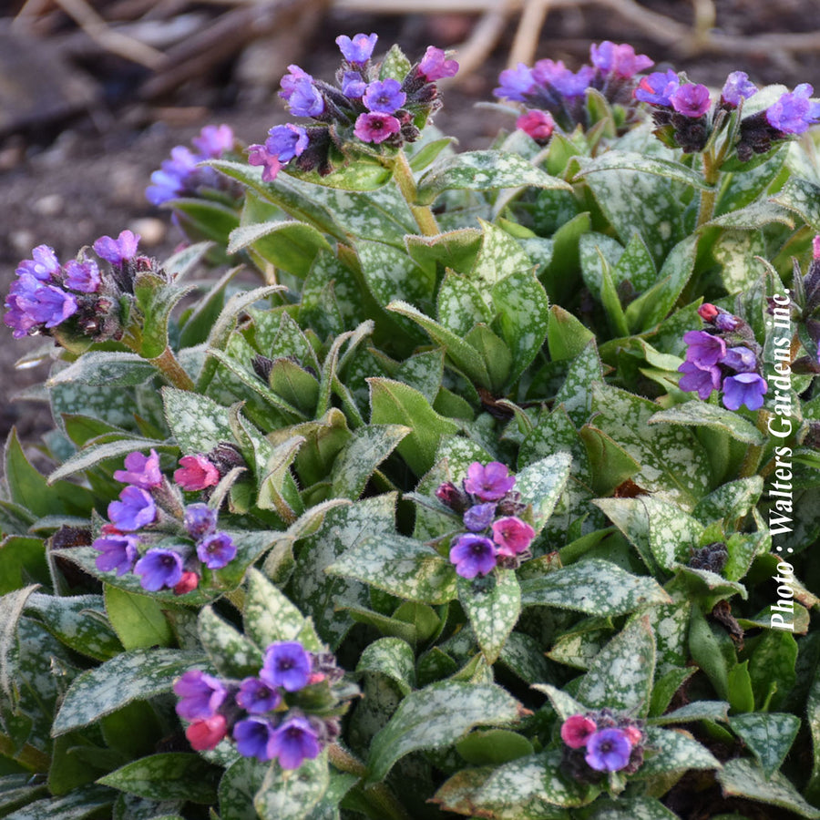PULMONARIA - SPOT ON