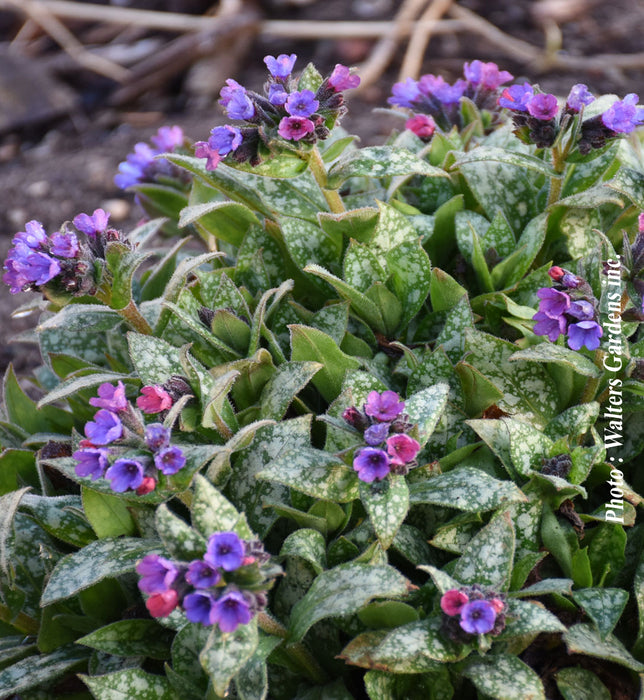 PULMONARIA - SPOT ON