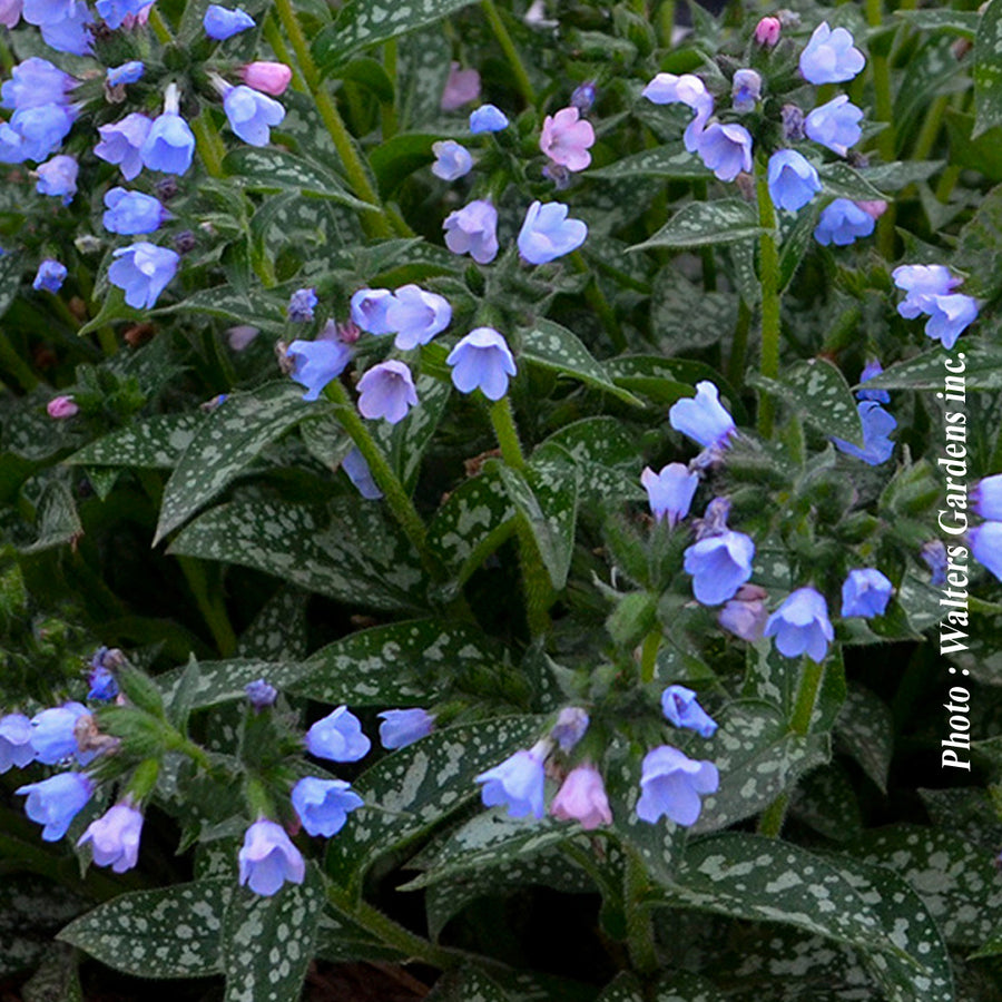 PULMONARIA - TWINKLE TOES