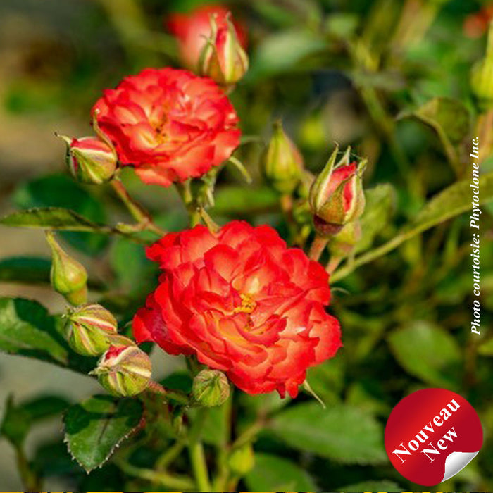 ROSA - ALWAYS TOGETHER