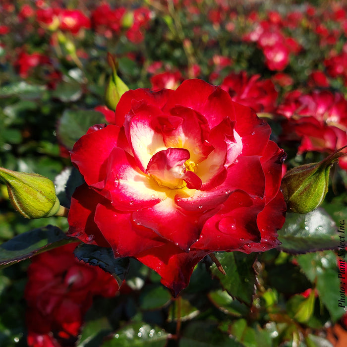 ROSA - NEVER ALONE