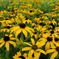 RUDBECKIA HIRTA - AMERICANA GOLD RUSH