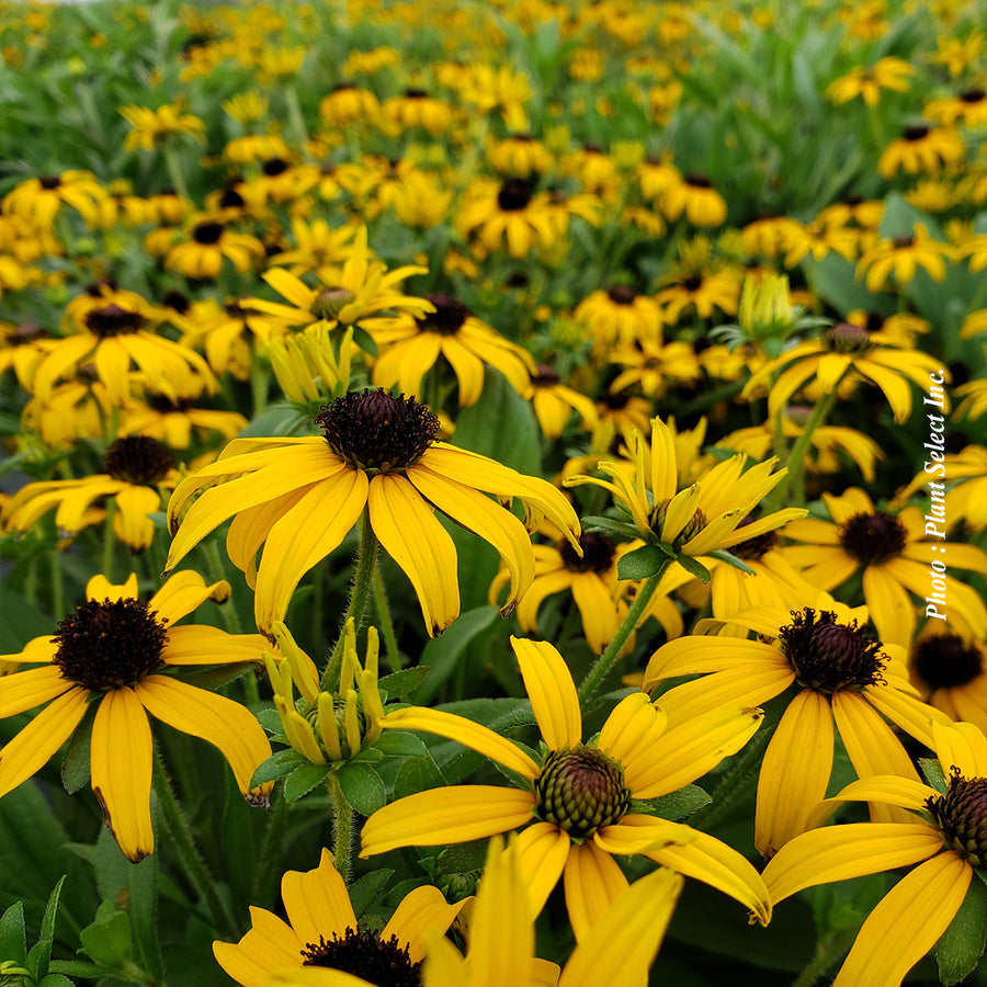 RUDBECKIA HIRTA - AMERICANA GOLD RUSH