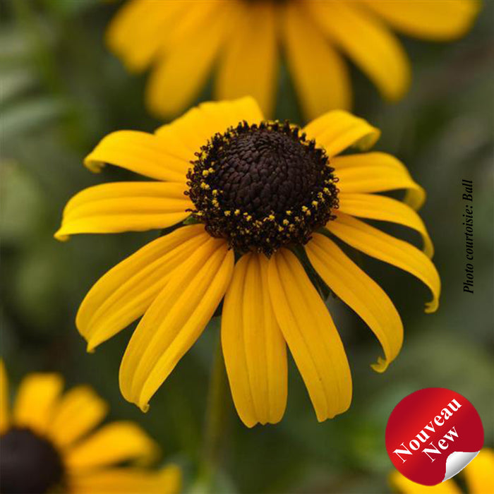 RUDBECKIA - GOLDBLITZ