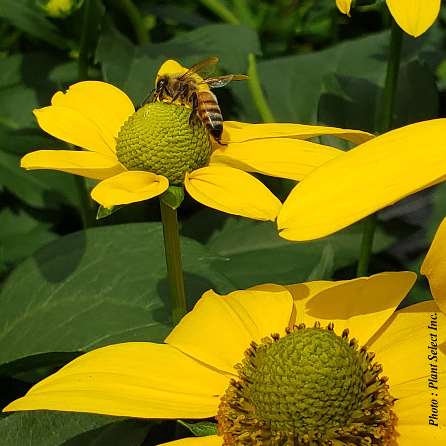 RUDBECKIA NITIDA - HERBSTSONNE