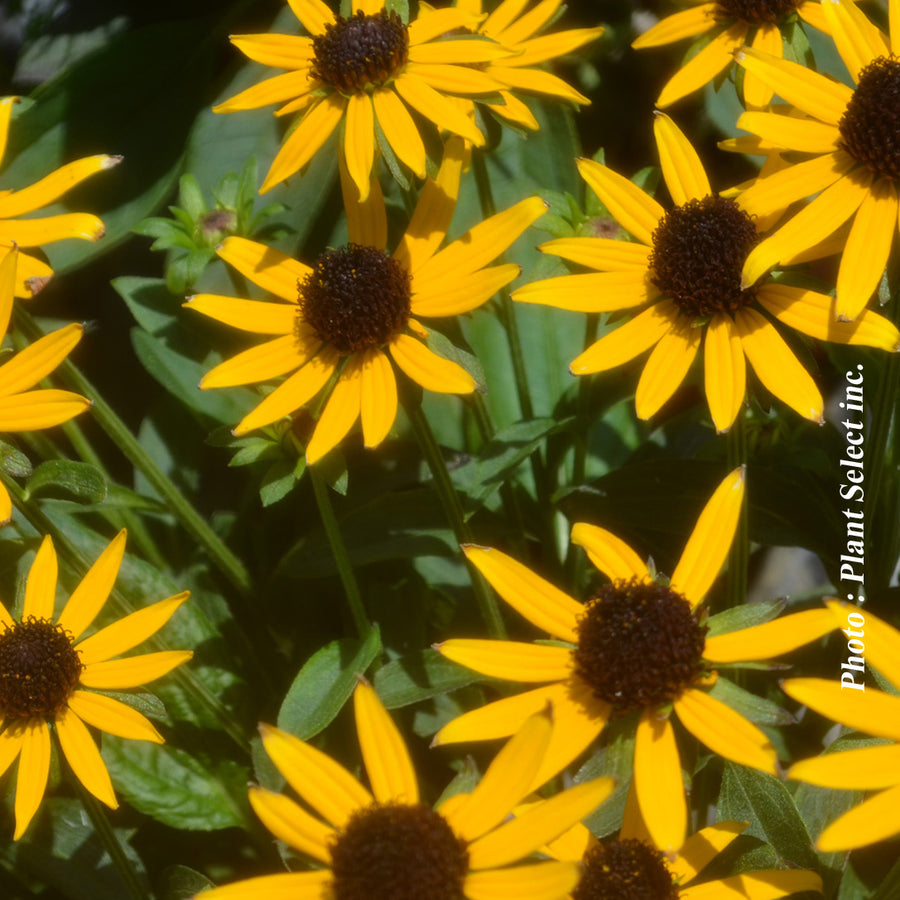 RUDBECKIA - LITTLE GOLDSTAR