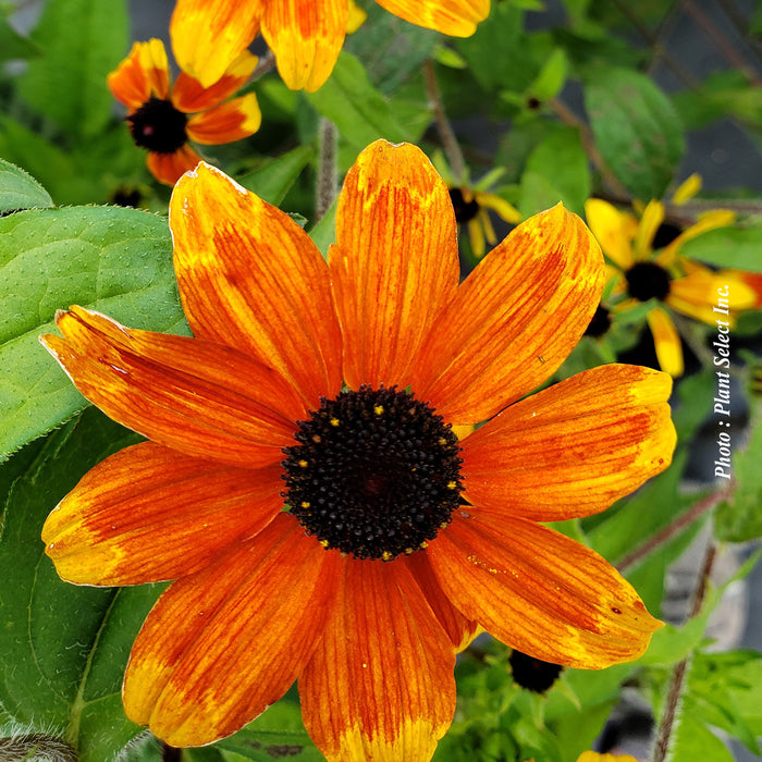 RUDBECKIA - PRAIRIE GLOW