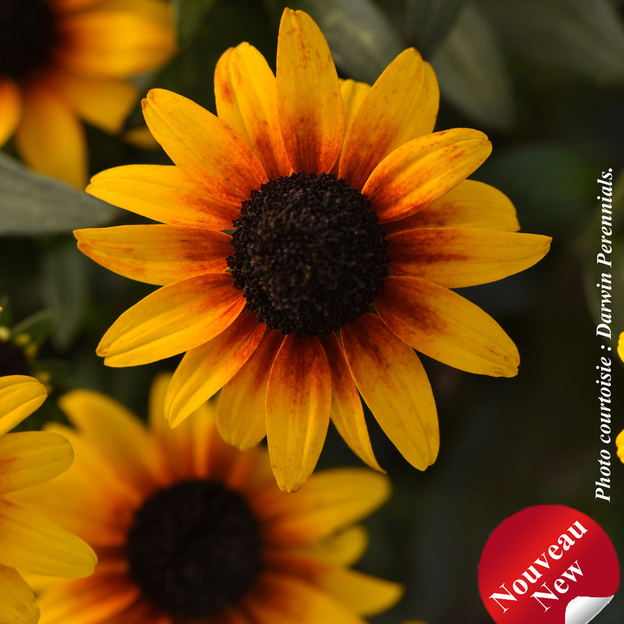 RUDBECKIA SUNTACULAR