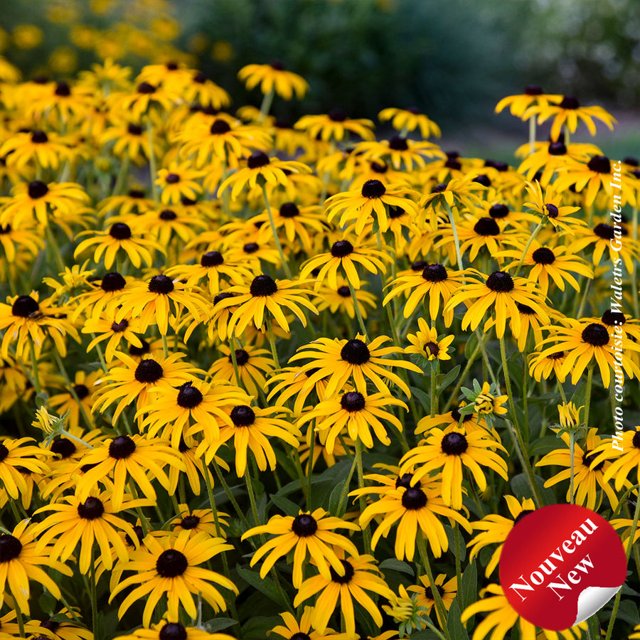 RUDBECKIA - TREASURE TROVE
