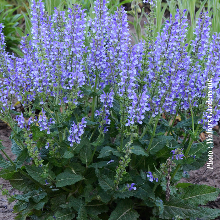SALVIA COLOR SPIRES - AZUR SNOW