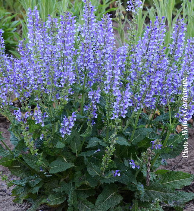 SALVIA COLOR SPIRES - AZUR SNOW