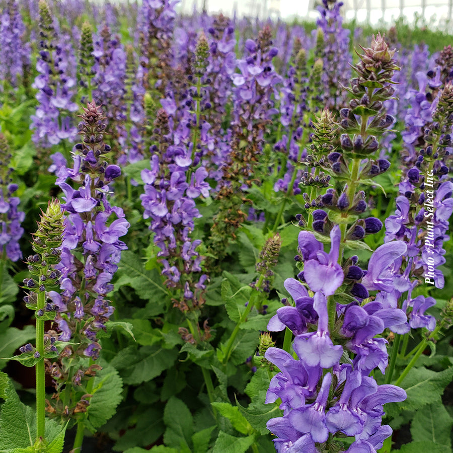 SALVIA - BLUE MARVEL