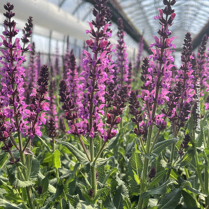 SALVIA - BUMBLEBERRY