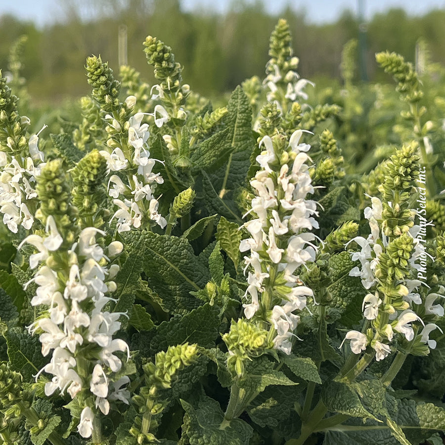 SALVIA - BUMBLESNOW
