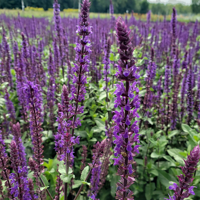 SALVIA - CARADONNA